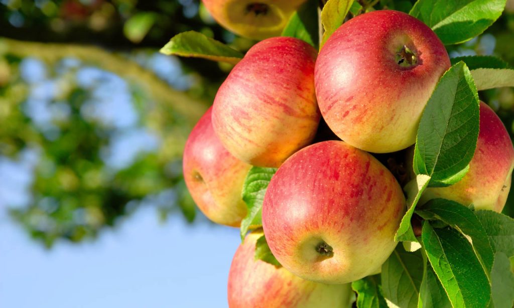 Bodensee Obst bei Regio-Delivery - frische Äpfel & Birnen