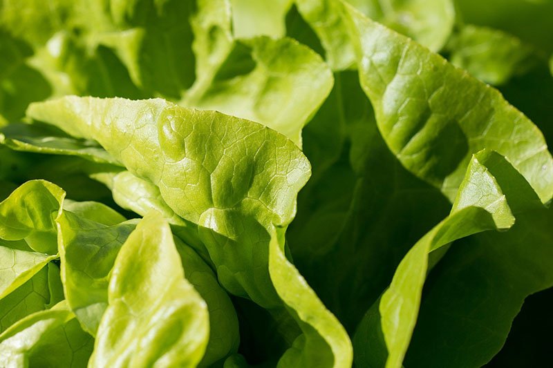 Salat-Kopf, 1 Stück