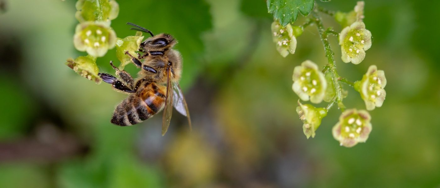 Bienen als wichtige Bestäuber 🌸🐝