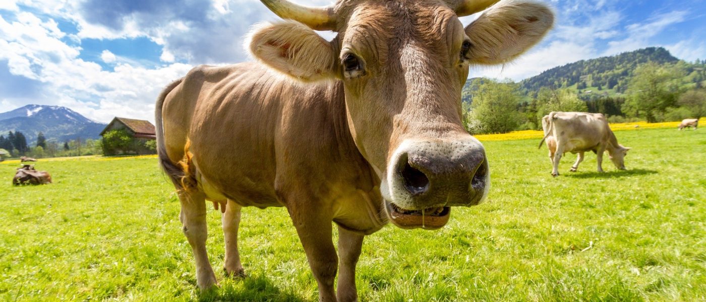 Wir stellen vor: Die Kuh 🐄