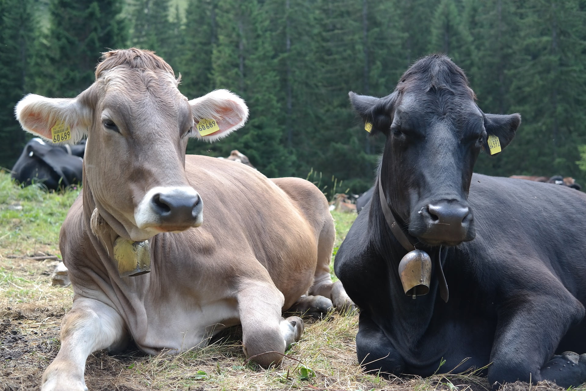 Wir stellen vor Die Kuh RegioDelivery