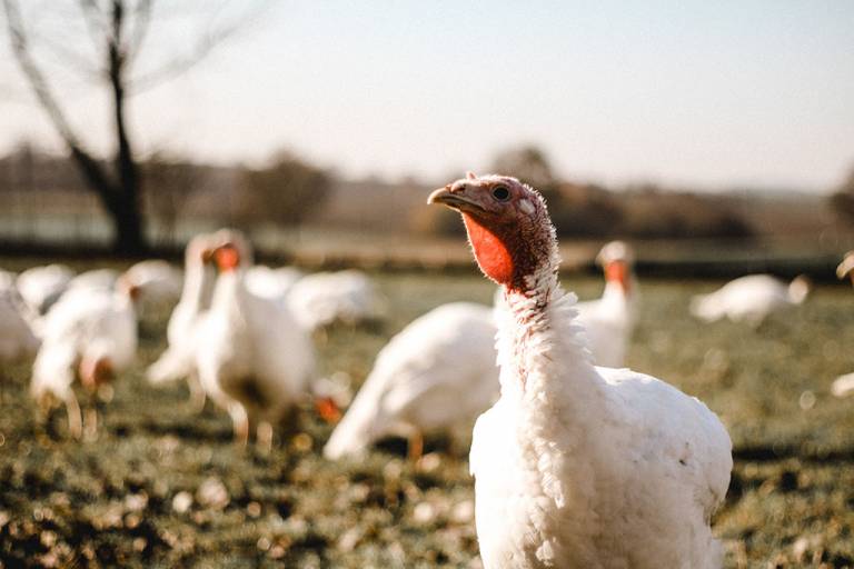 Bio Puten Wallner - 1