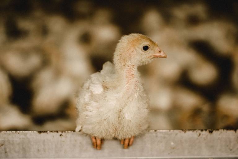 Bio Puten Wallner - 3