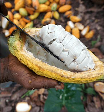 fairafric
faire bio schokolade
ghana
fairtrade