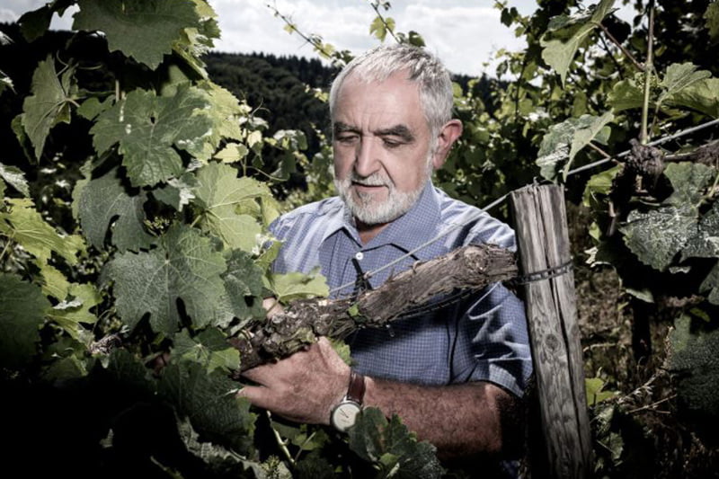 Bio Wein Fuchs-Jacobus Demeter Weingut Handarbeit im Weinhang